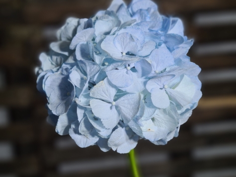 Pigment natural Albastru (3)