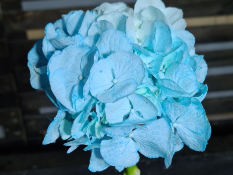 Pigment natural Bleu (2)