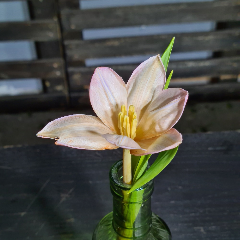 Pigment natural Caffe au lait (2)