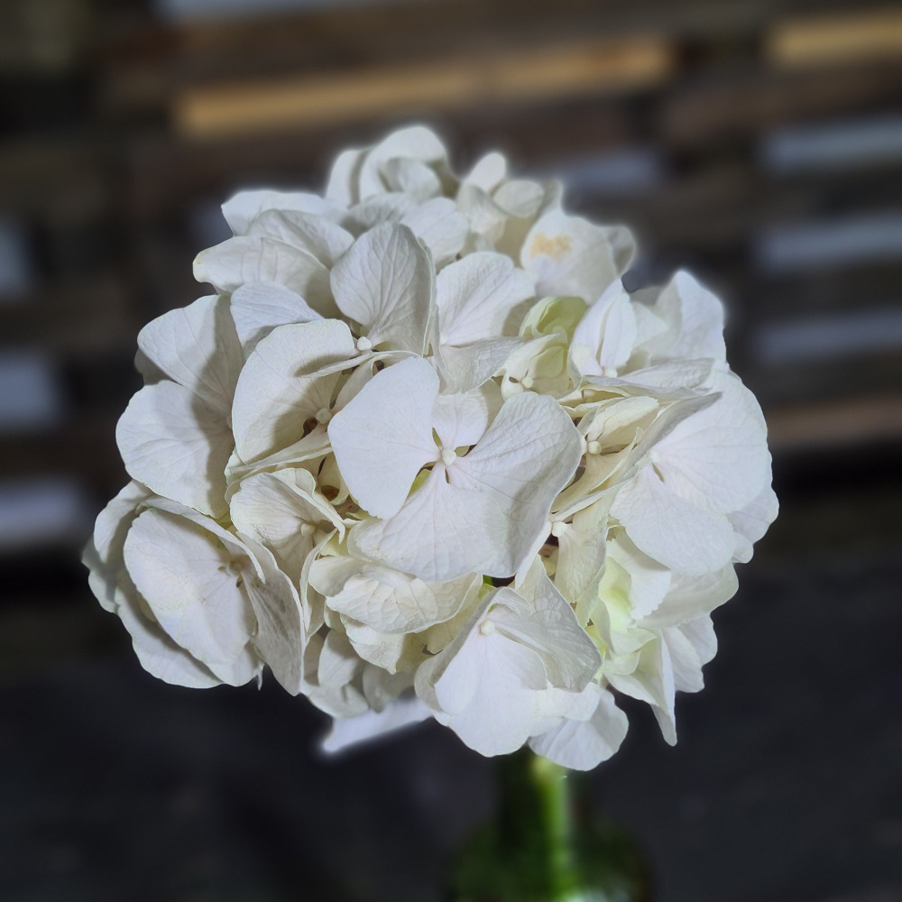 Pigment natural Caffe au lait (4)