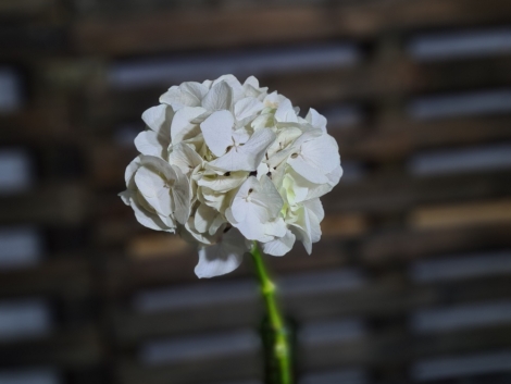 Pigment natural Caffe au lait (5)