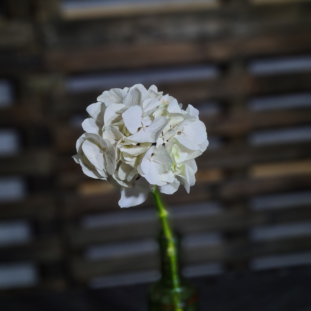 Pigment natural Caffe au lait (5)