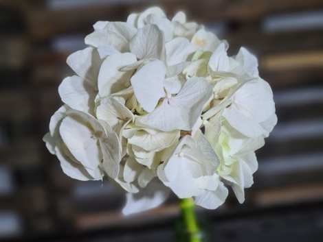 Pigment natural Chocolate (3)