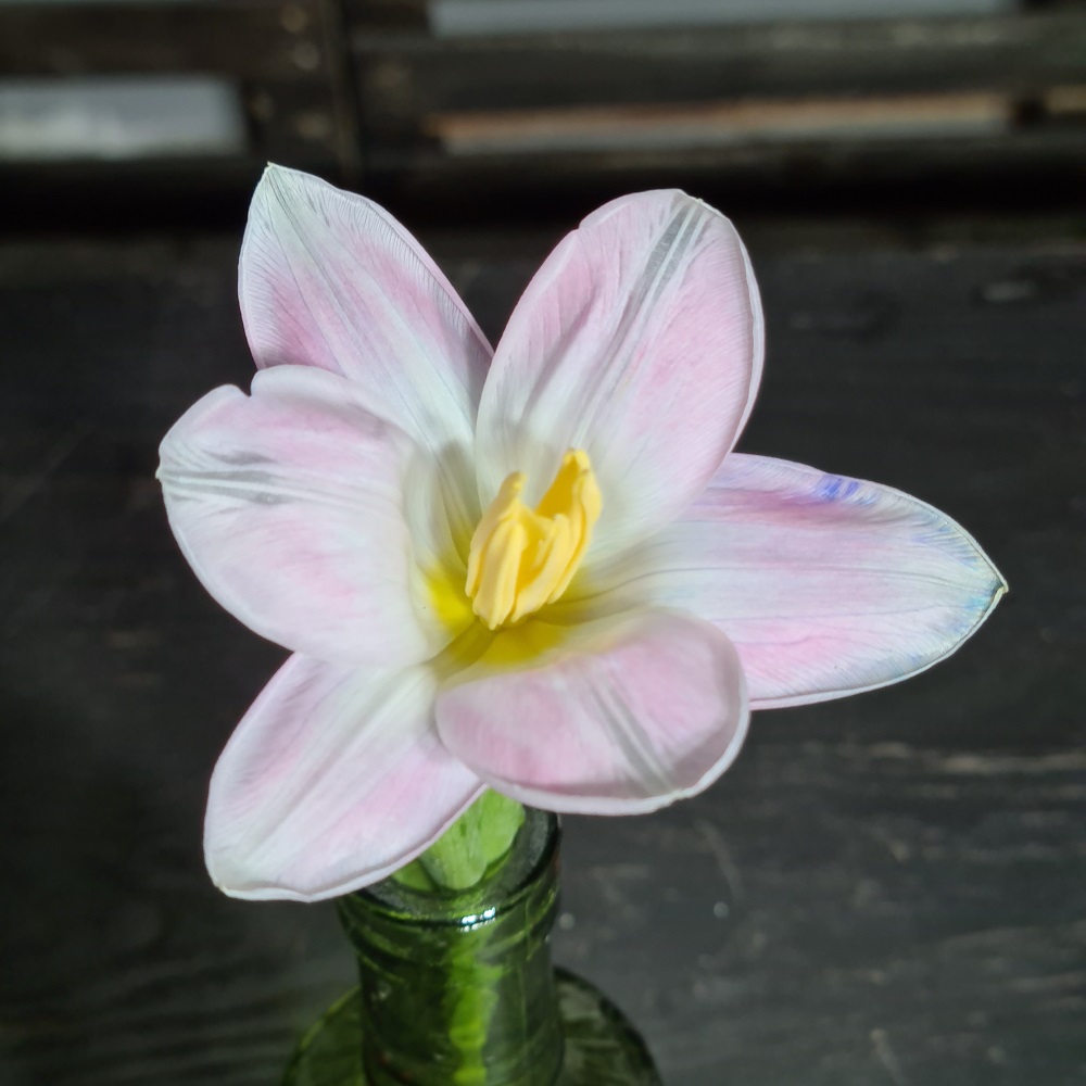 Pigment natural Lavanda (2)