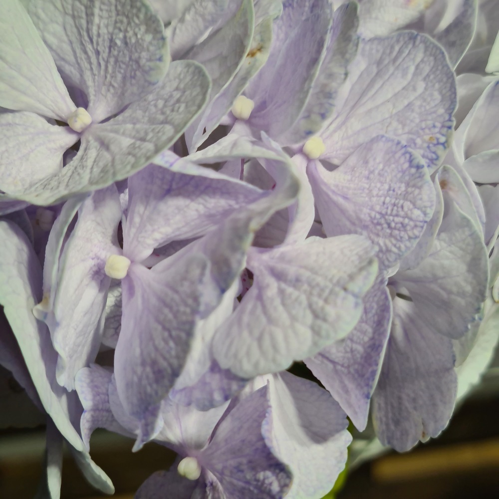 Pigment natural Lavanda (4)