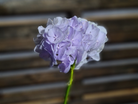 Pigment natural Lavanda (5)