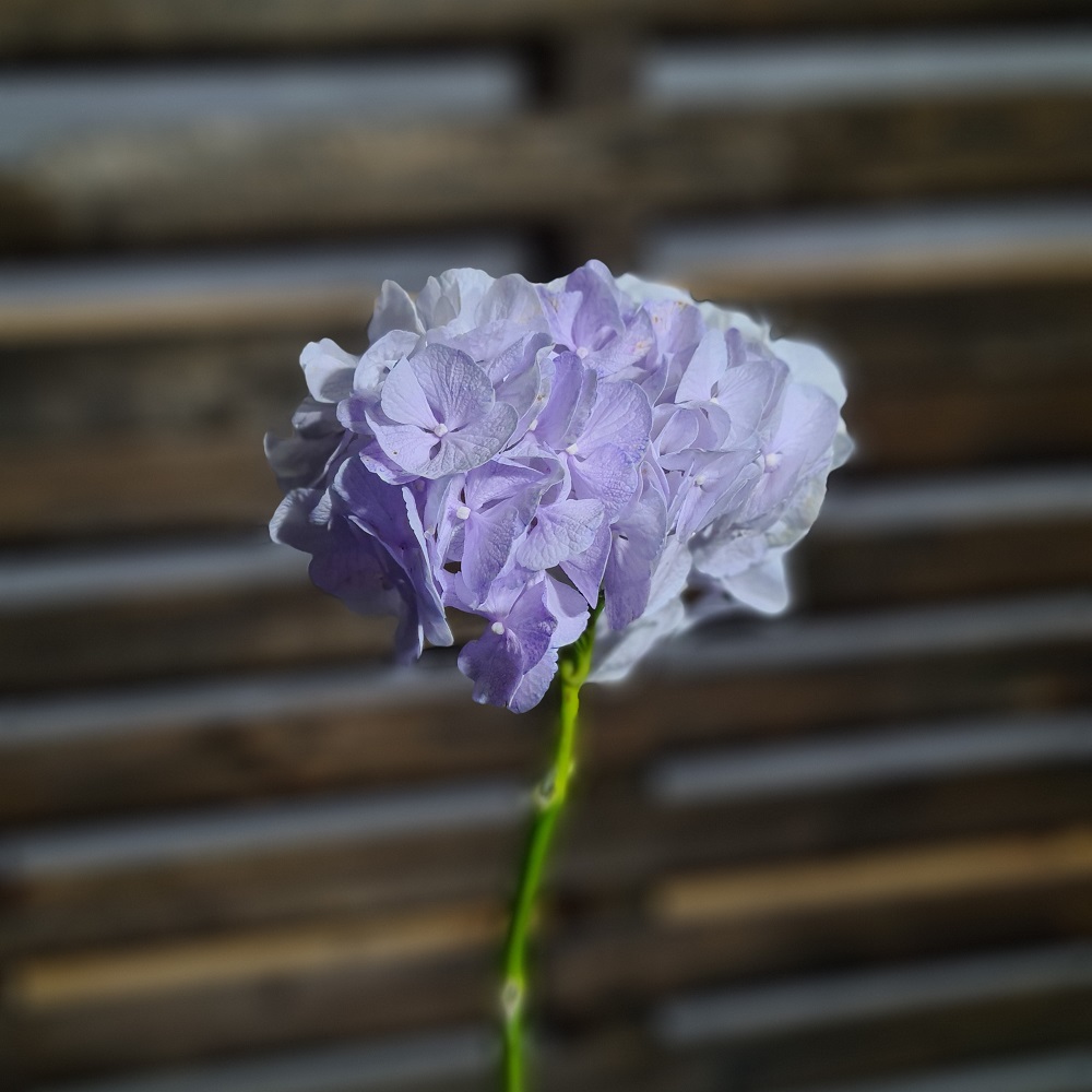 Pigment natural Lavanda (5)