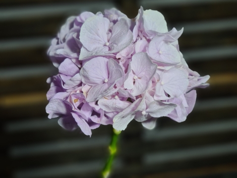 Pigment natural MOV (4)