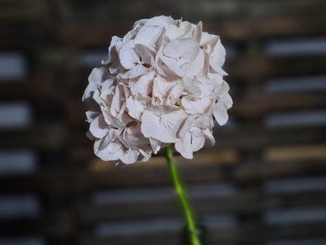 Pigment natural Maro (6)