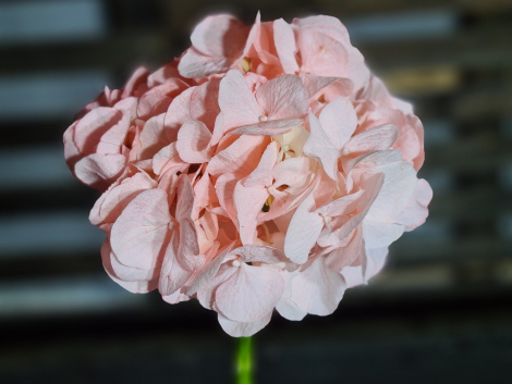 Pigment natural ROZ(2)