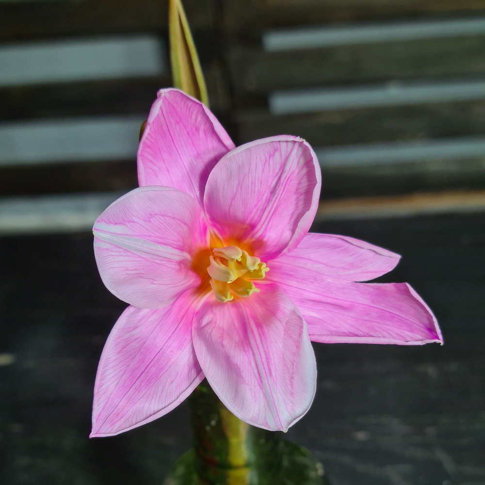 Pigment natural Violet (2)