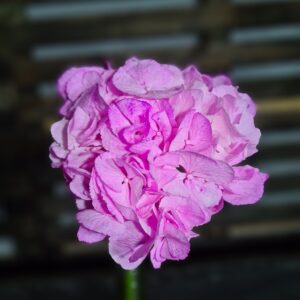 Pigmen natural Violet