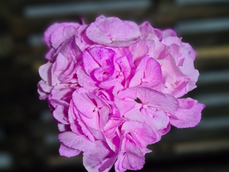 Pigment natural Violet (3)