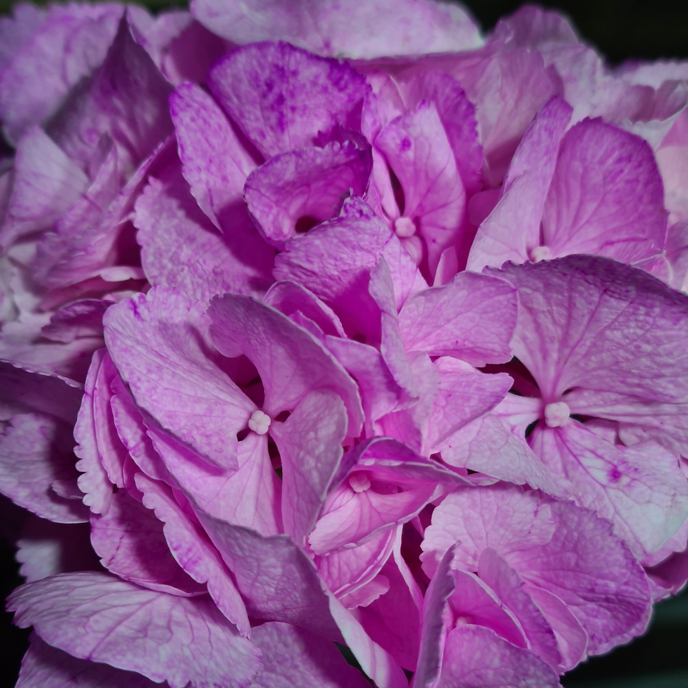 Pigment natural Violet (4)