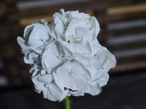 Pigment natural negru (4)