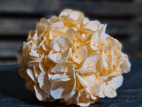 Pigmet natural Somon (6)